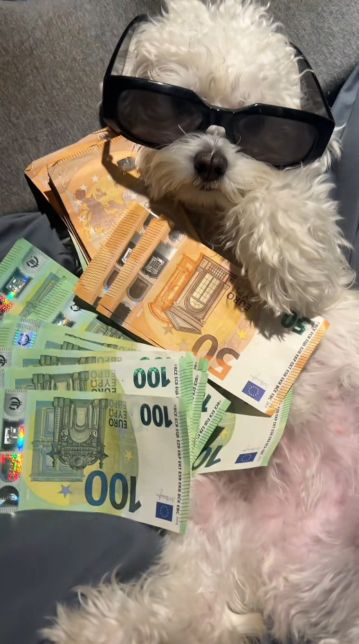 dog in profit